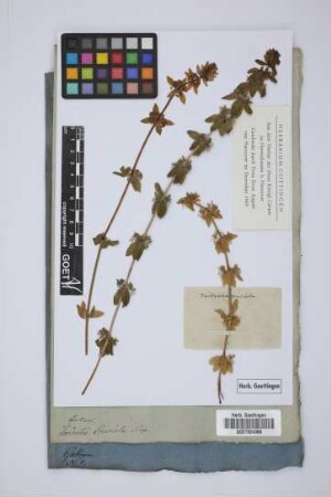 Galium Cruciata Scop.