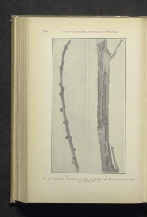 Fig. 71. - Symptomes of exanthema on twigs...