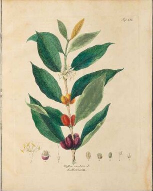 Taf. XIX. Coffea arabica L.