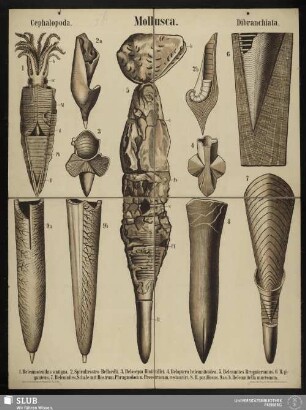 Tafel 28: Mollusca : Cephalopoda : Dibranchiata