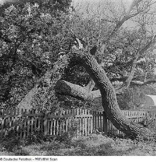 Durch Sturmschäden verkrüppelte Linden