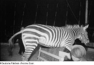 Zirkusdarbietung mit einem Zebra