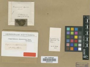 Jungermannia abyssinica Nees [isotype]