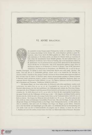 VI. Arme (Brachia)