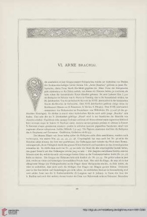 VI. Arme (Brachia)