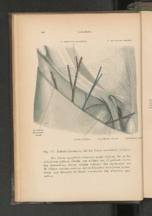 Fig. 477. Äußerer Leistenring mit der Fascia cremasterica.