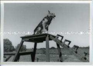 Schäferhund während des Hundetrainings, Kimberley, Südafrika