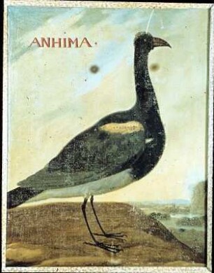 Deckenbild 56: ANHIMA - Hornwehrvogel (Anhima cornuta)