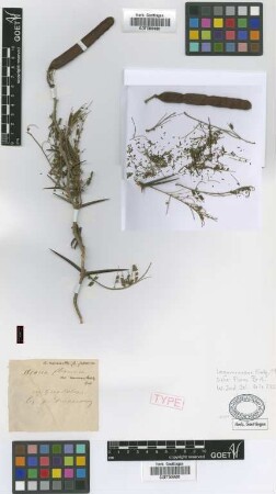 Acacia macracantha Humb. & Bonpl. ex Willd. var. glabrescens Griseb.[syntype]