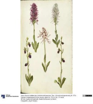 Horti Anckelmanniani, Tom. I [II nicht nachgewiesen], Bl. 175r - Kleines Knabenkraut (Orchis morio)