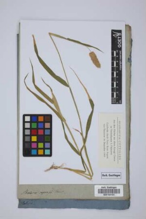 Phalaris capensis Thunb.