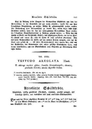 Tab. XXIII. Testudo Areolata : Areolirte Schildkröte