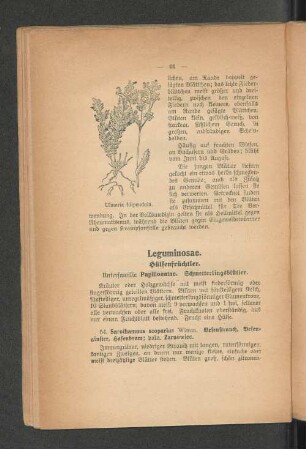 Leguminosae.