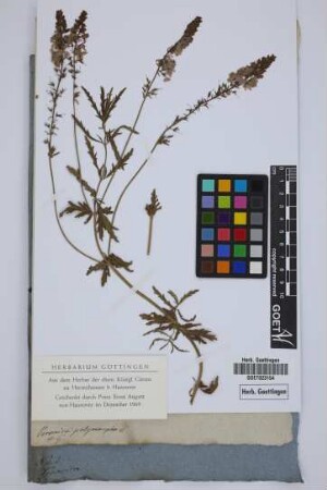 Veronica polymorpha W.
