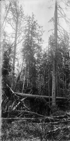 Im Wald : Umgestürzte Bäume im Wald.