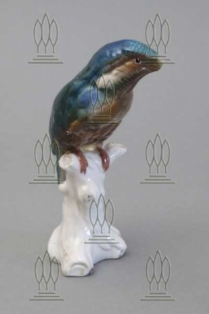 Eisvogel