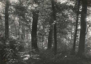Leipziger Auenlandschaft der Luppe. Naturnaher Auwald im Leutzscher Holz