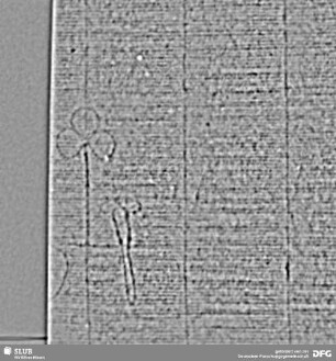Wasserzeichen S.49_50
