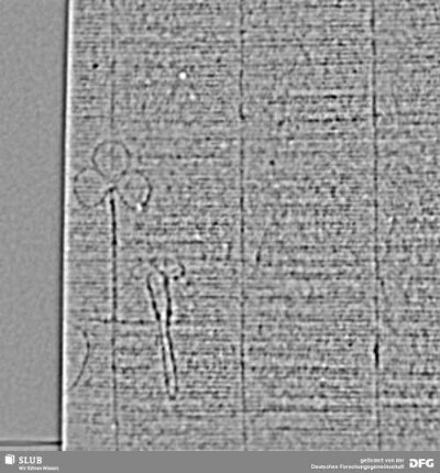Wasserzeichen S.49_50