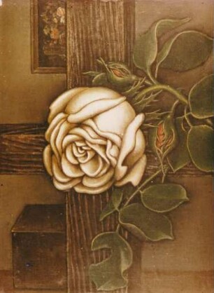 Weiße Rose