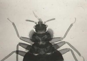 Wanze (Heteroptera, 20 : 1). Kopfstück