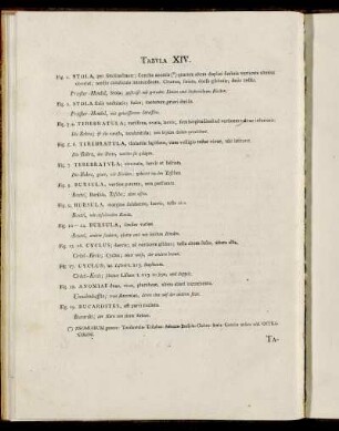 Tab. XIV. [Beschreibung und Abbildung.]