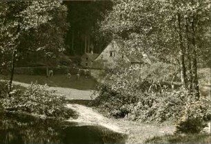 Pfälzer Wald