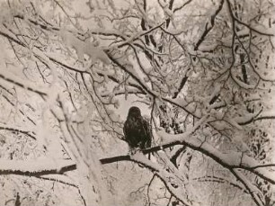 Europa. Raufußbussard (Buteo lagopus) im Schnee