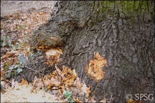 Königs Wusterhausen, Dokumentation zur Wiederherstellung, Schäden am Stammfuß der Eiche.