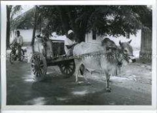 Mann in einem Ochsenkarren, Mombasa, Kenia