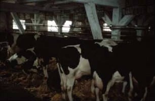 Fotografie: Milchviehhaltung, Anbindestall, Einstreu, Kurzstand