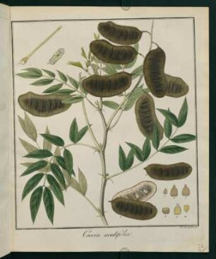 36r, Cassia acutifolia