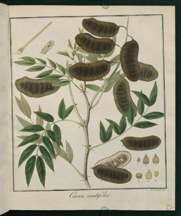 36r, Cassia acutifolia