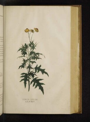 Senecio Candida de la F. M. Y.