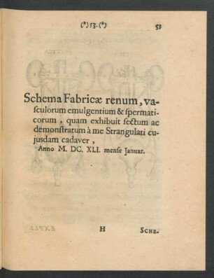 Schema Fabricae renum