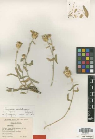 Centaurea pseudokotschyi Wagenitz [holotype]