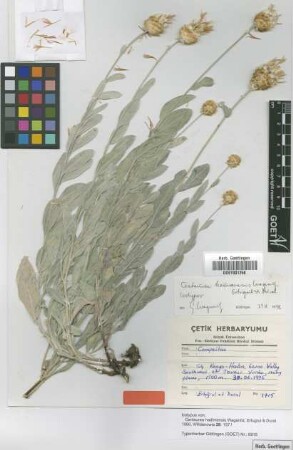 Centaurea hadimensis Wagenitz, K.Ertugrul & H.Dural [isotype]