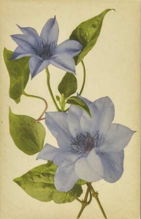[Blaue Blumen]