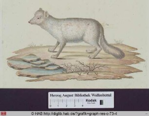 Abbildung eines Canis Lagopus Linn. albus (weißer Polarfuchs).