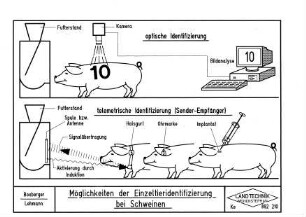 Möglichkeiten der Einzeltieridentifikation bei Schweinen