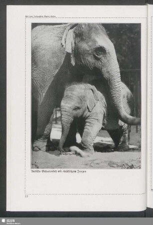 Indische Elefantenkuh mit einjährigem Jungen