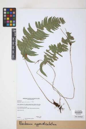 Blechnum appendiculatum Willd.