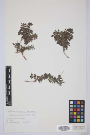 Parietaria filamentosa Webb & Berth.