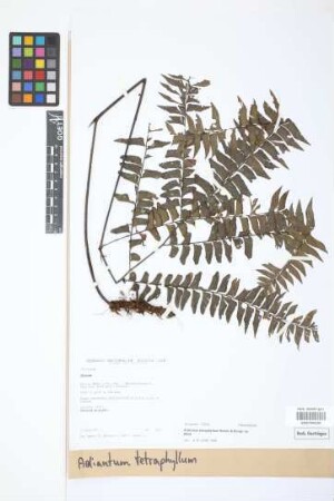Adiantum tetraphyllum