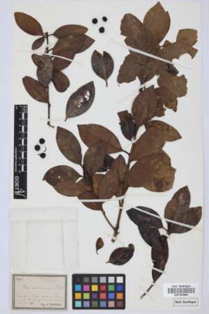Ilex canariensis canariensis Poir.