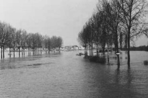 Hochwasser 1952 am Rhein bei Nackenheim