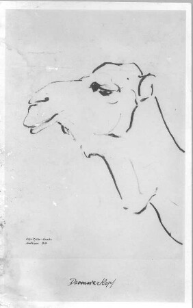 Dromedarkopf. Kohlezeichnung (1934; E. Richter). Dresden-Südvorstadt, Eisenstuckstraße, Atelier der Künstlerin