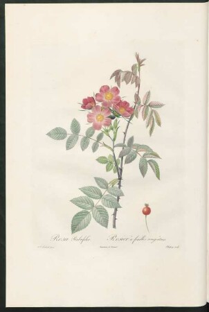 Rosa Rubrifolia. Rosier à feuilles rougeâtres. Chapuy sculp.