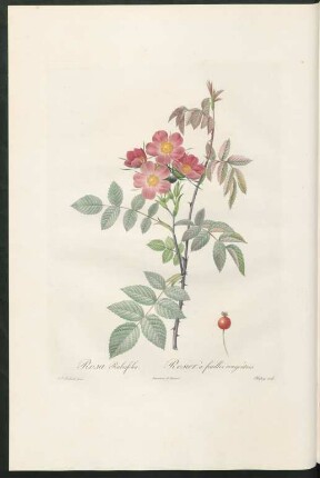 Rosa Rubrifolia. Rosier à feuilles rougeâtres. Chapuy sculp.