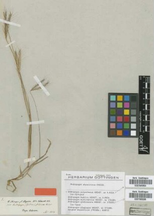 Andropogon polyatherus Hochst. ex A.Rich. [Isosyntype]